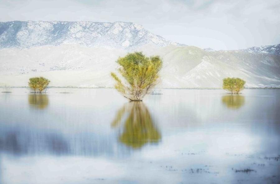 Trees, Lake Isabella, California