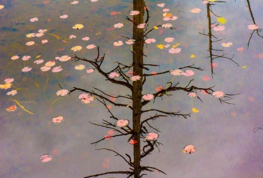 Reflection of a Tree, Maine