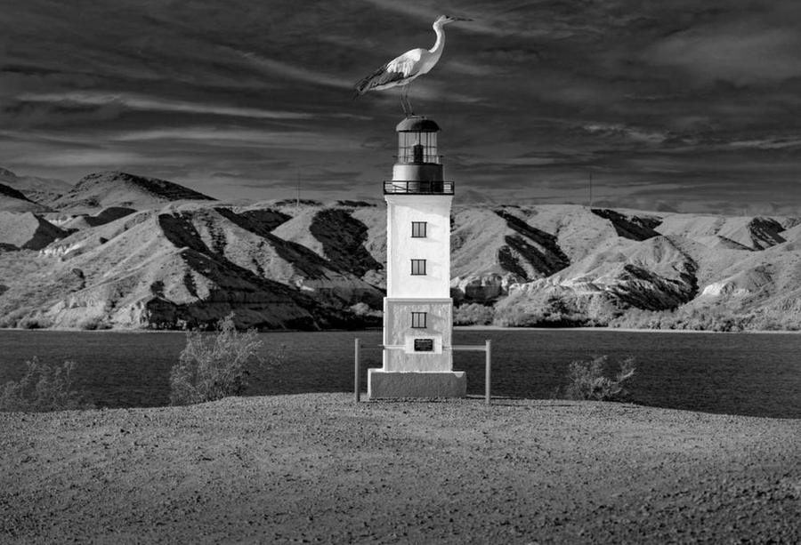 Pelican on Lighthouse