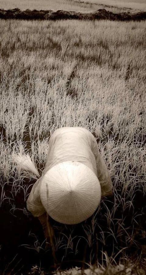 Farmer in a Field, Vietnam