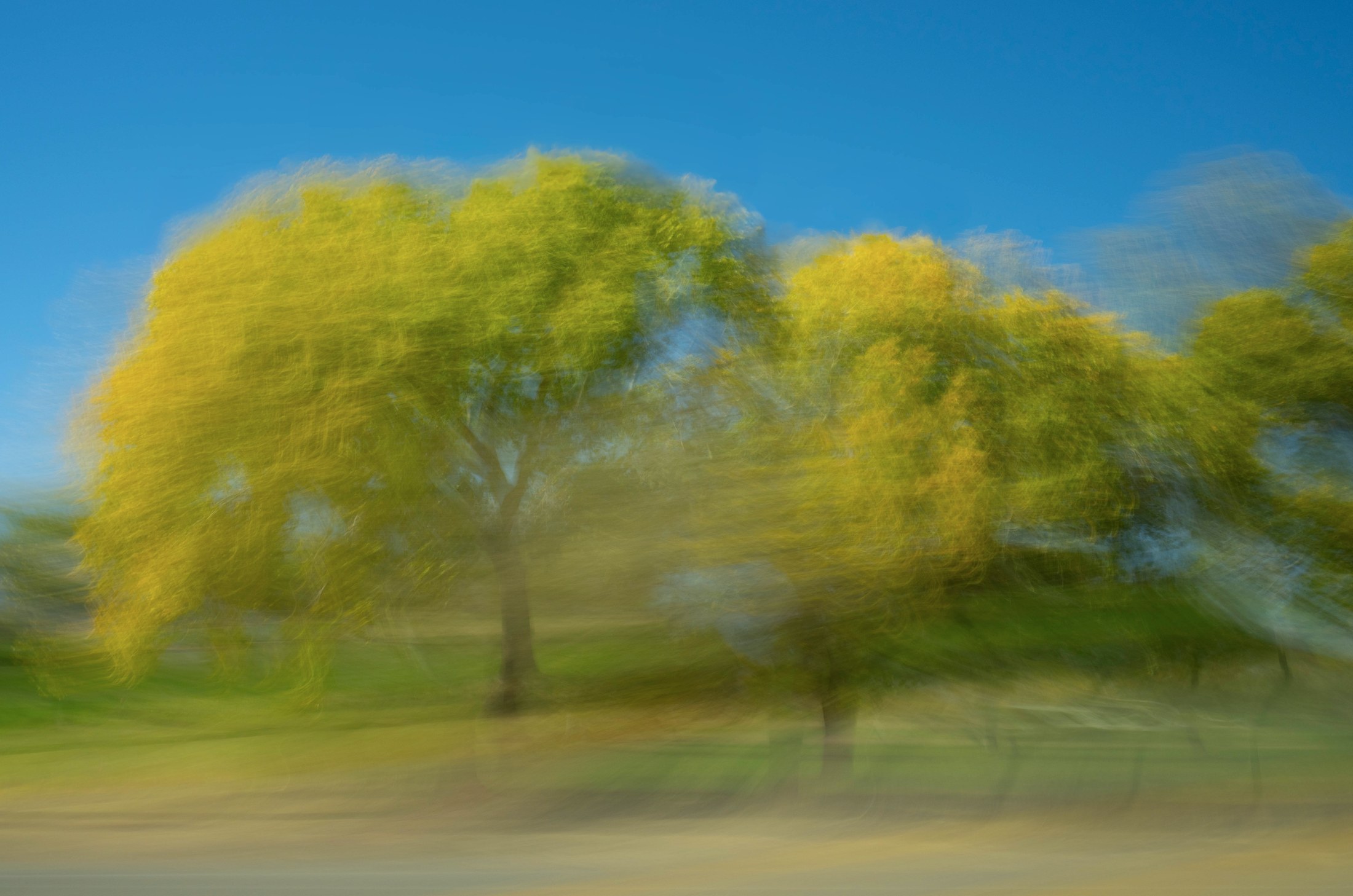 Fall Trees, California