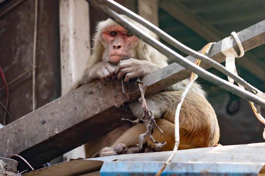 Monkey, India