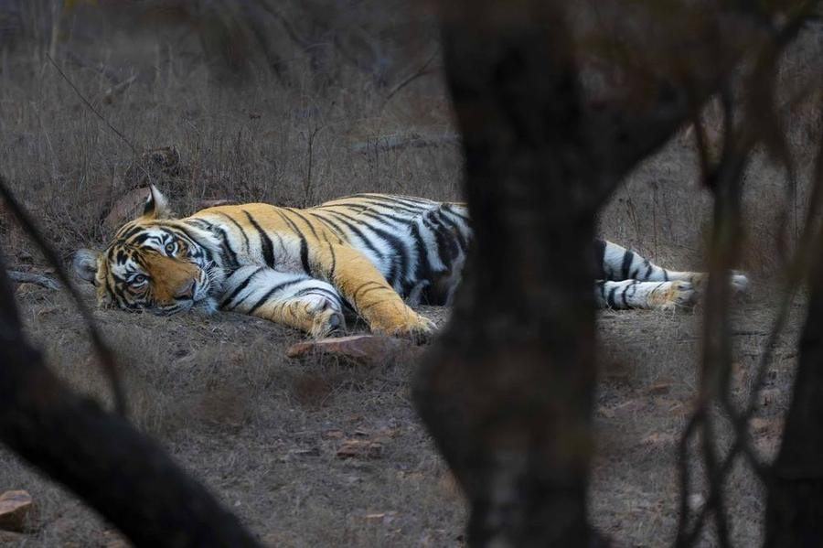 Sleeping Tiger, India