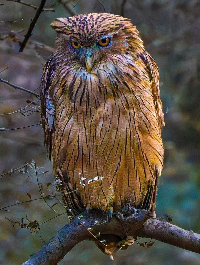 Tawny Fish Owl