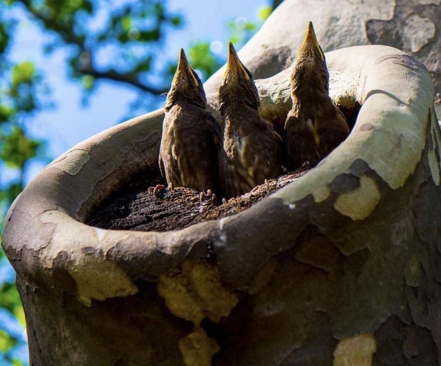 Birds, Central Park