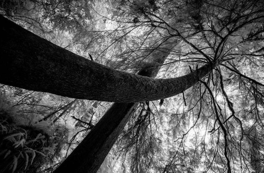 California Redwoods XI