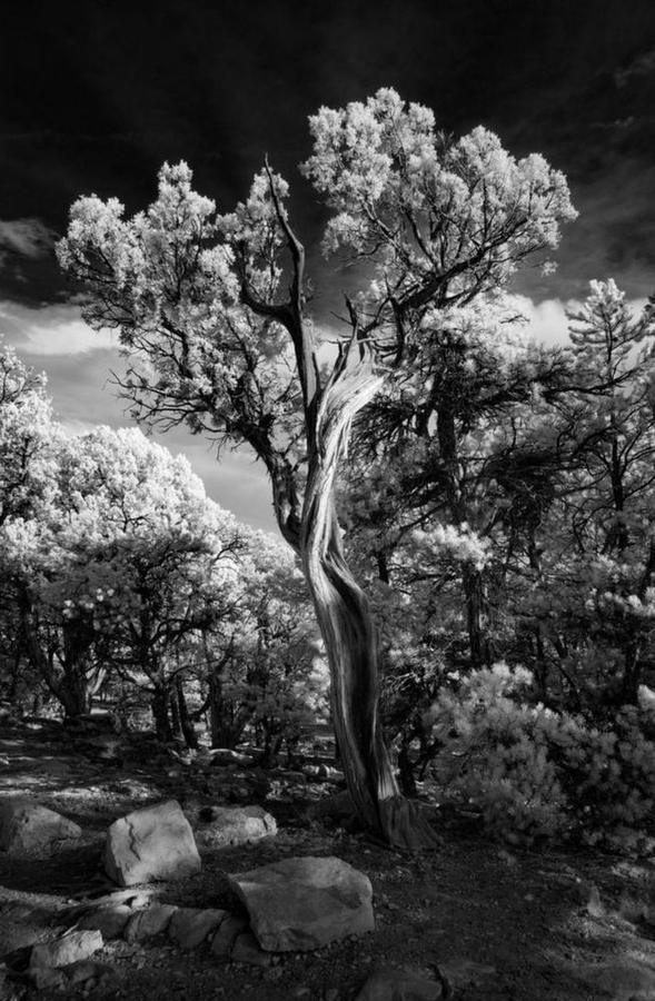 Tree, Grand Canyon III