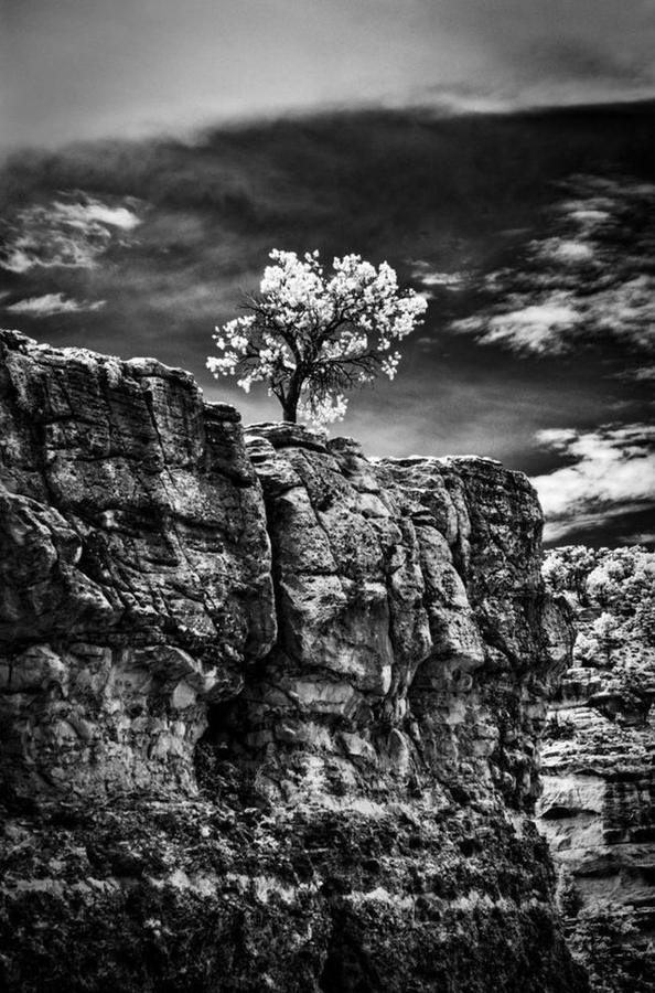 Tree on a Cliff, Grand Canyon National Park