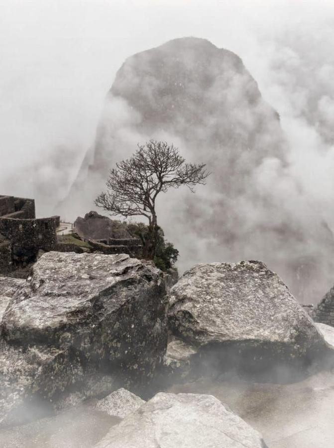 Tree, Machu Picchu