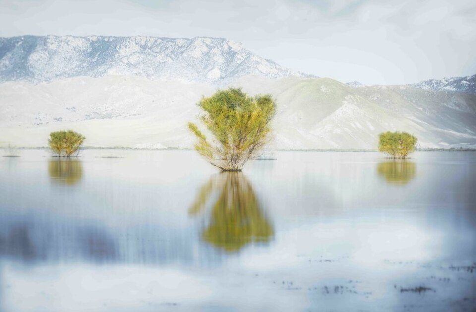 Tree Lake Isabella, CA